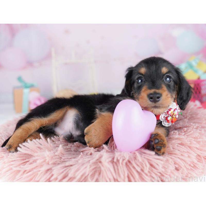 販売中の千葉県のミニチュアダックスフンド(ロングヘアード)-456847の4枚目