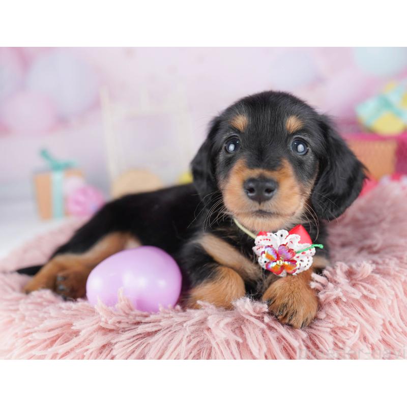 販売中の千葉県のミニチュアダックスフンド(ロングヘアード)-456847の3枚目