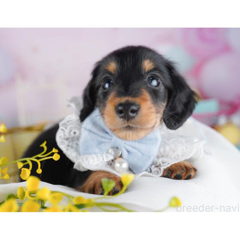 販売中の千葉県のミニチュアダックスフンド(ロングヘアード)-456847の2枚目