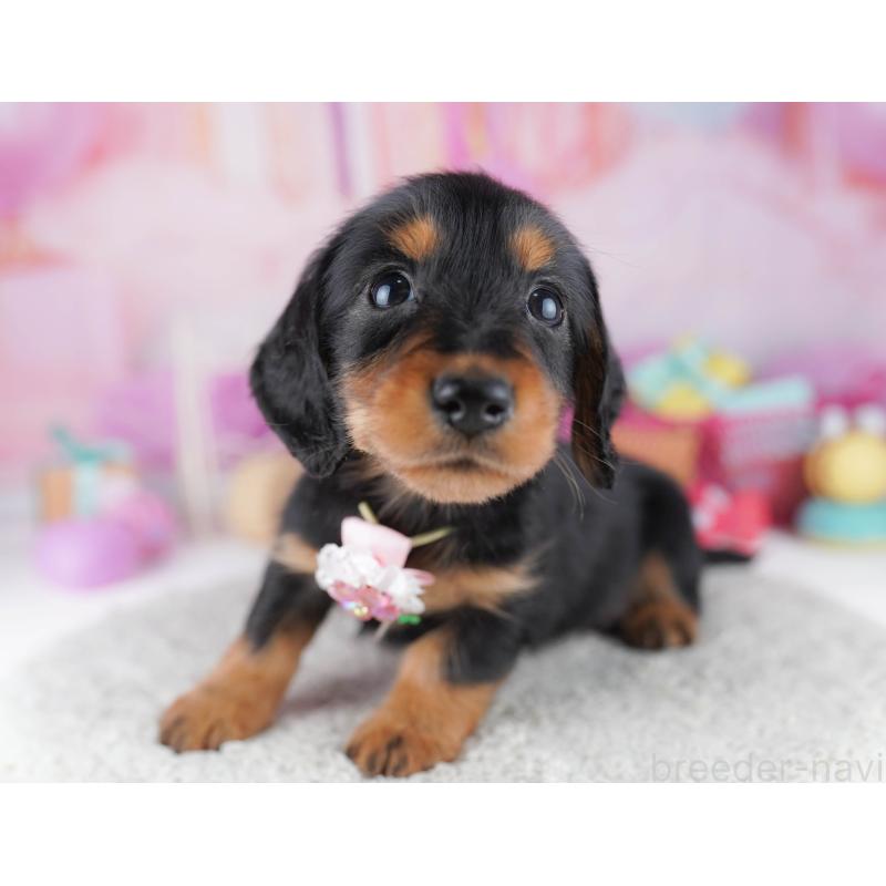 販売中の千葉県のミニチュアダックスフンド(ロングヘアード)-456845の14枚目