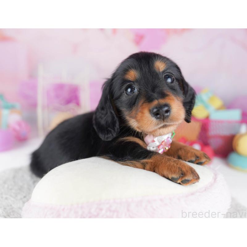 販売中の千葉県のミニチュアダックスフンド(ロングヘアード)-456845の12枚目