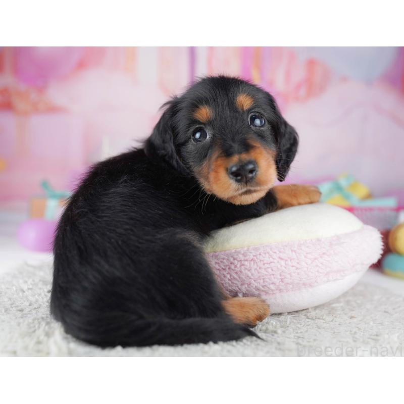 販売中の千葉県のミニチュアダックスフンド(ロングヘアード)-456845の11枚目