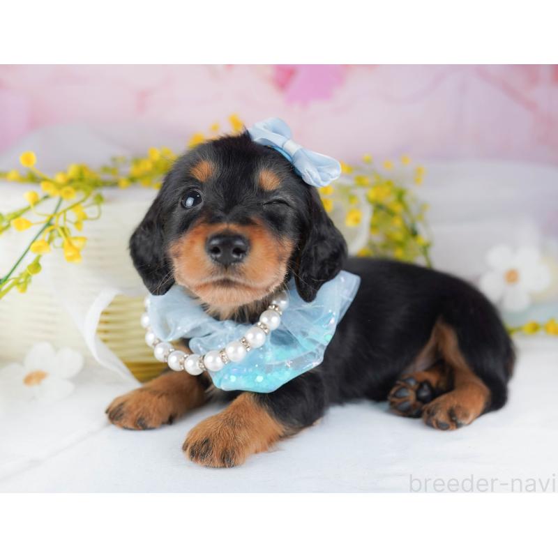 販売中の千葉県のミニチュアダックスフンド(ロングヘアード)-456845の10枚目