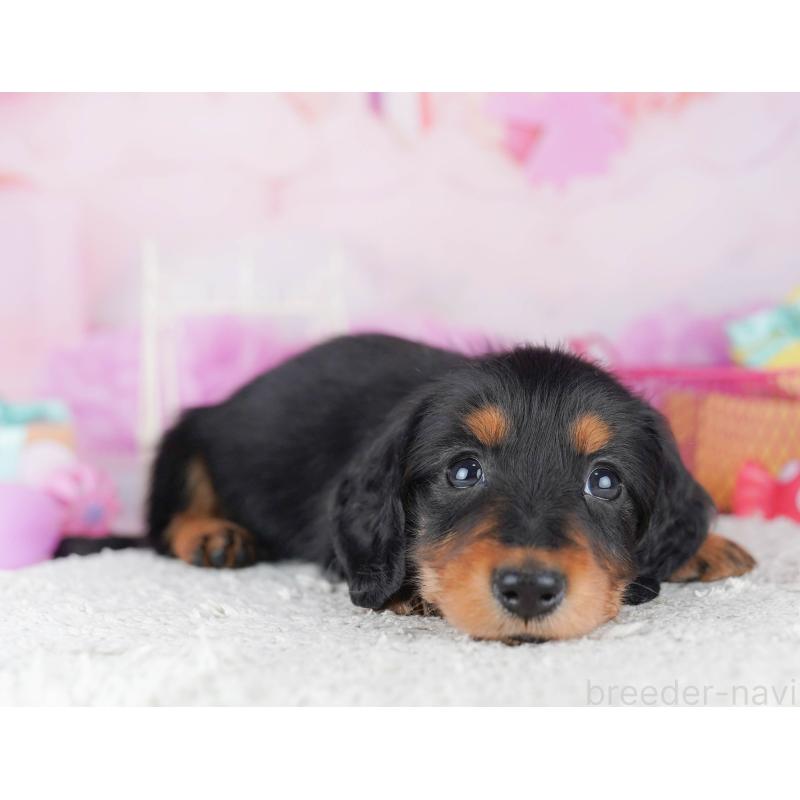 販売中の千葉県のミニチュアダックスフンド(ロングヘアード)-456845の9枚目