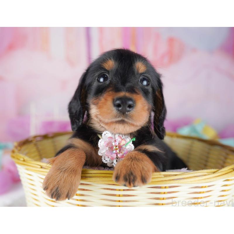 販売中の千葉県のミニチュアダックスフンド(ロングヘアード)-456845の7枚目