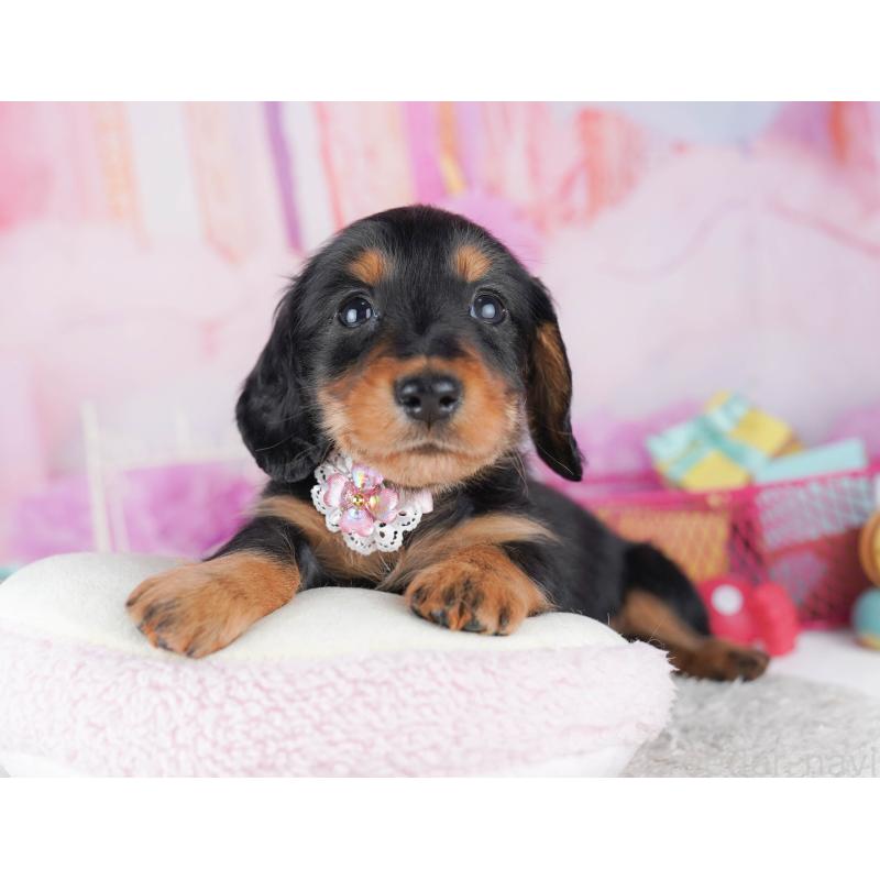 販売中の千葉県のミニチュアダックスフンド(ロングヘアード)-456845の5枚目