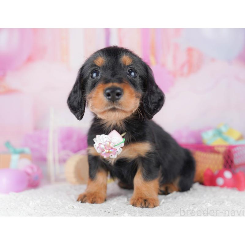 販売中の千葉県のミニチュアダックスフンド(ロングヘアード)-456845の4枚目