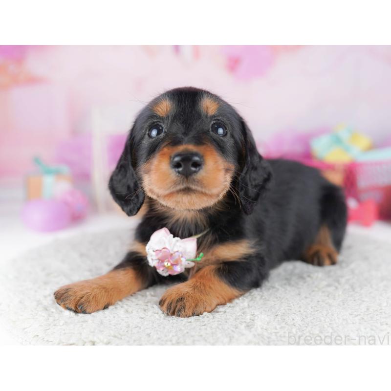 販売中の千葉県のミニチュアダックスフンド(ロングヘアード)-456845の3枚目