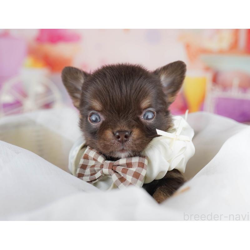 販売中の千葉県のチワワ(ロングコート)-456844の11枚目