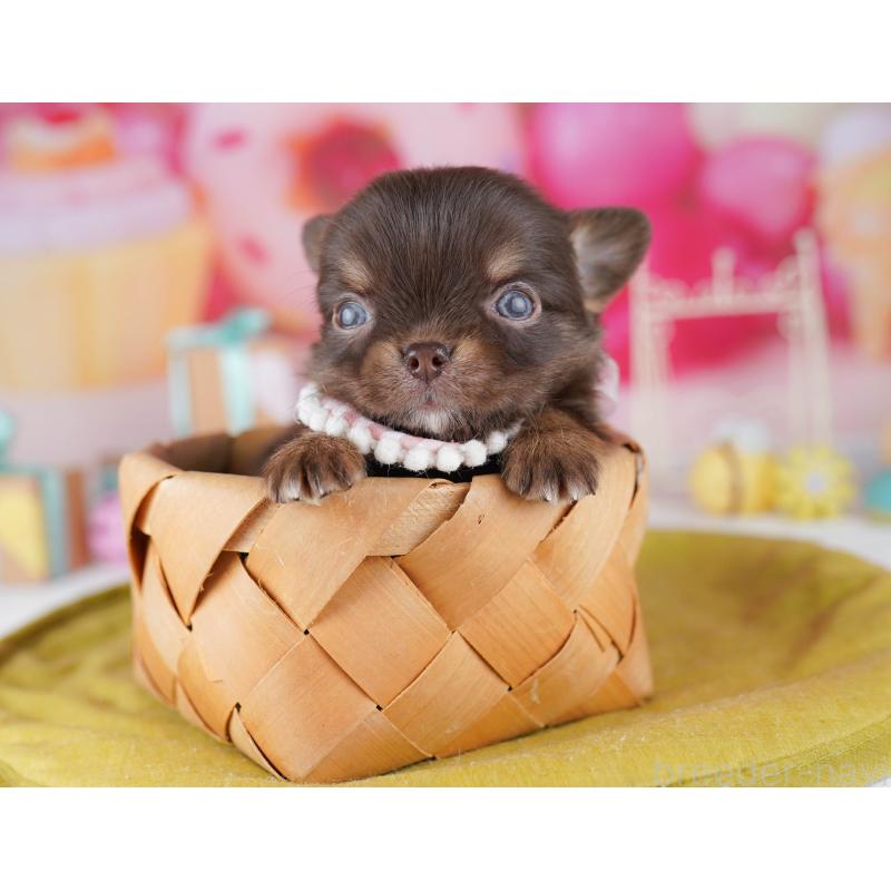 販売中の千葉県のチワワ(ロングコート)-456844の10枚目