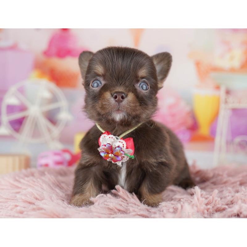 販売中の千葉県のチワワ(ロングコート)-456844の9枚目