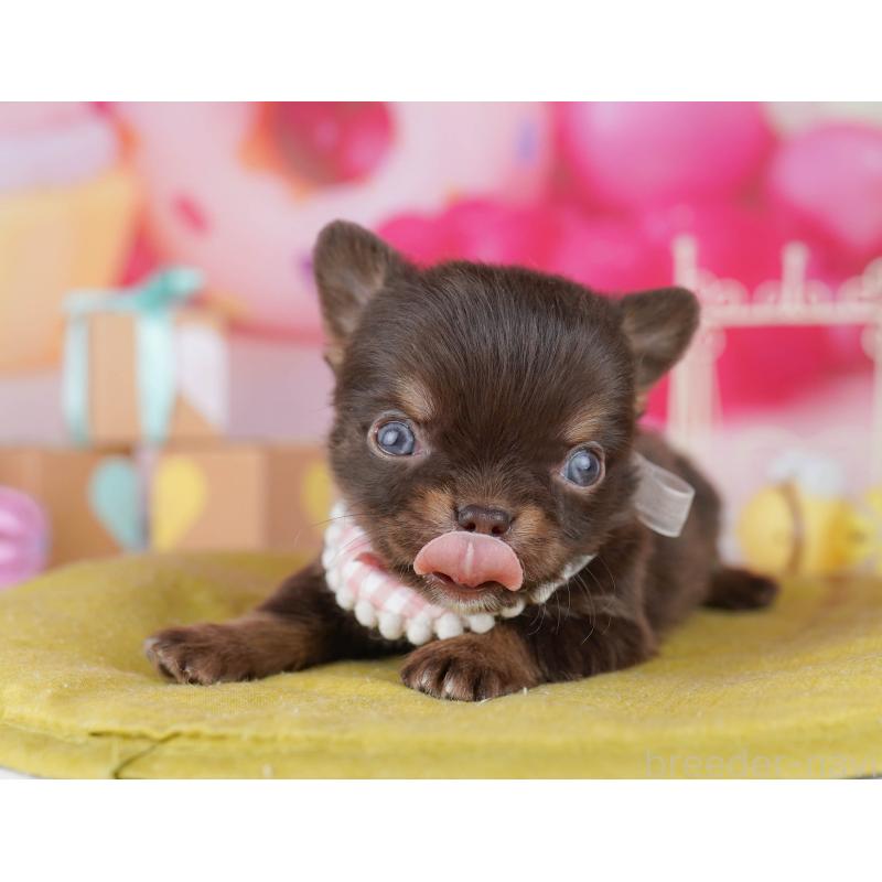 販売中の千葉県のチワワ(ロングコート)-456844の8枚目