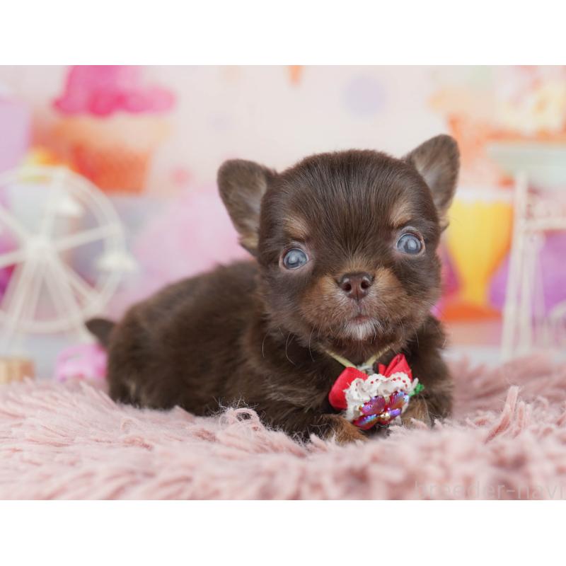 販売中の千葉県のチワワ(ロングコート)-456844の7枚目