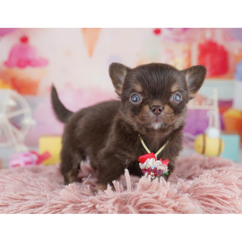 販売中の千葉県のチワワ(ロングコート)-456844の6枚目