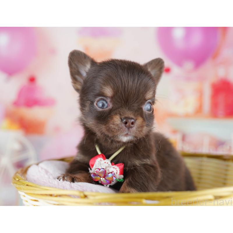 販売中の千葉県のチワワ(ロングコート)-456844の5枚目