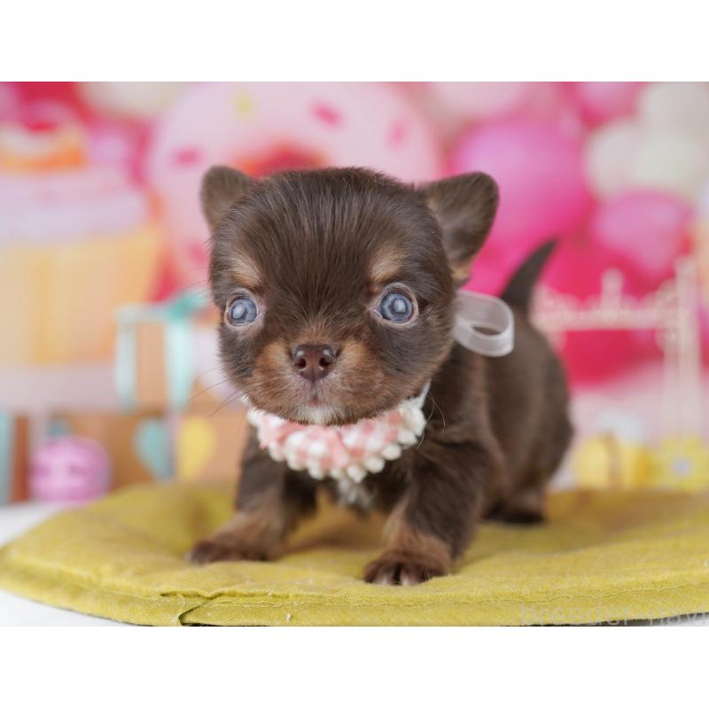 販売中の千葉県のチワワ(ロングコート)-456844の4枚目