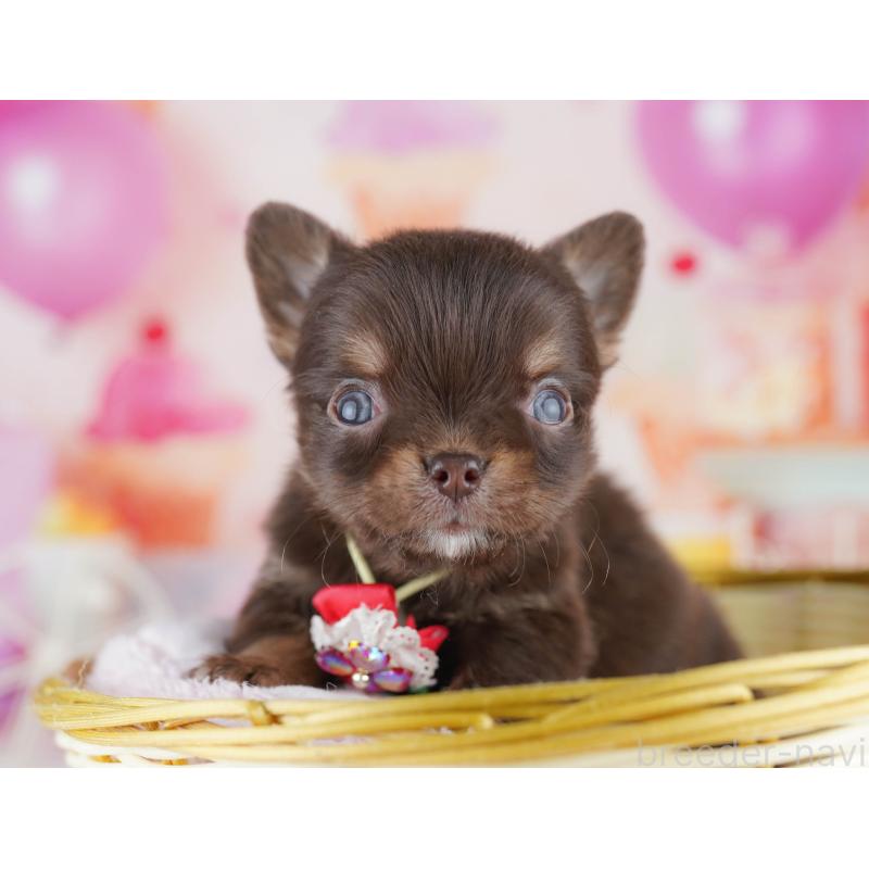 販売中の千葉県のチワワ(ロングコート)-456844の3枚目