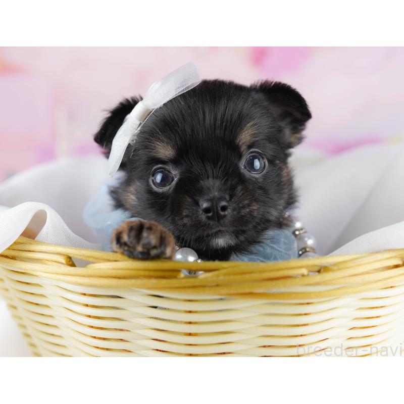 販売中の千葉県のチワワ(ロングコート)-456843の8枚目