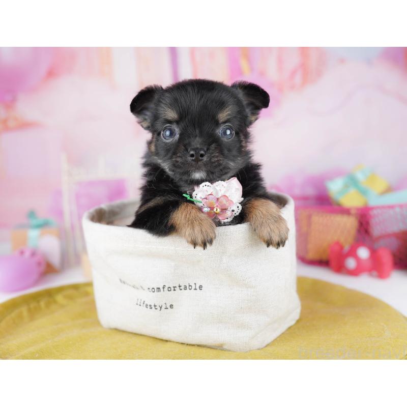 販売中の千葉県のチワワ(ロングコート)-456843の7枚目