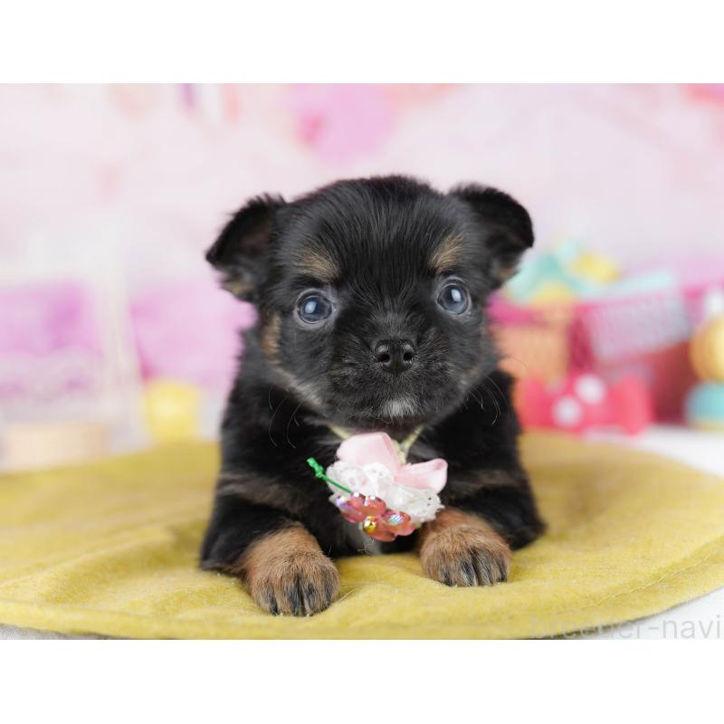 販売中の千葉県のチワワ(ロングコート)-456843の6枚目