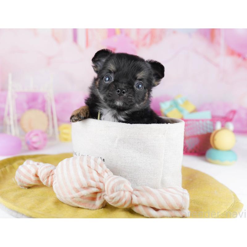 販売中の千葉県のチワワ(ロングコート)-456843の5枚目