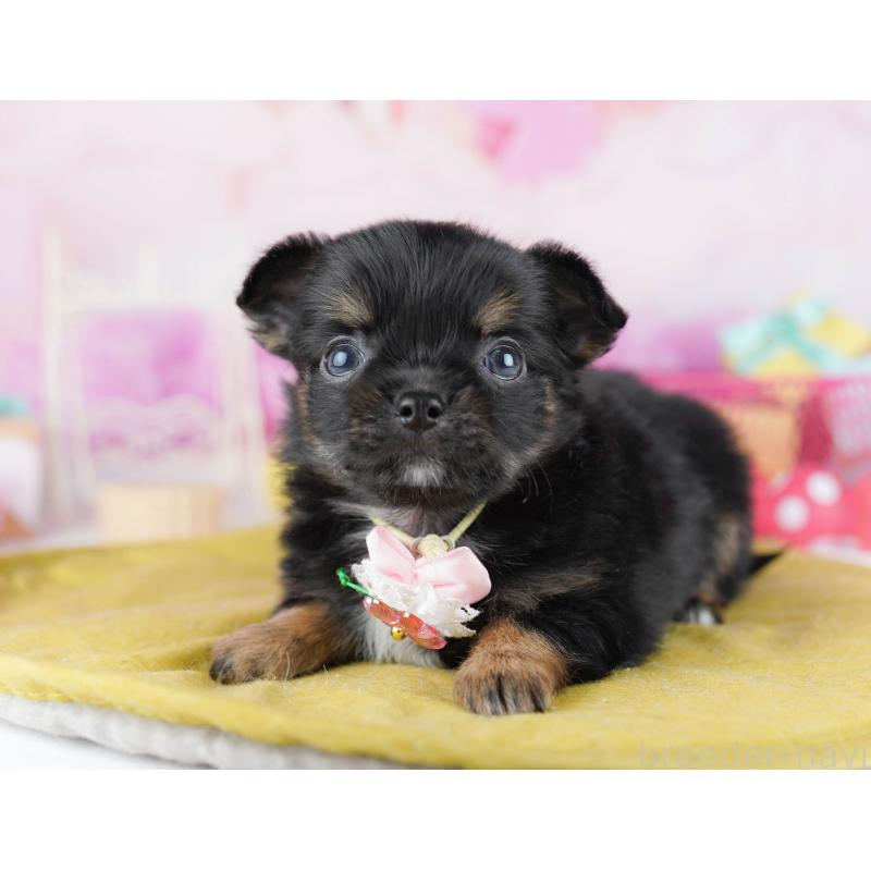 販売中の千葉県のチワワ(ロングコート)-456843の4枚目