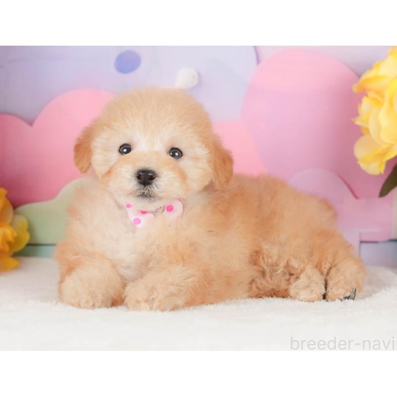 販売中の静岡県のトイプードル-456962の5枚目