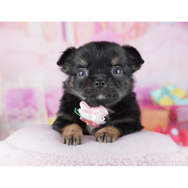 販売中の千葉県のチワワ(ロングコート)-456843の3枚目