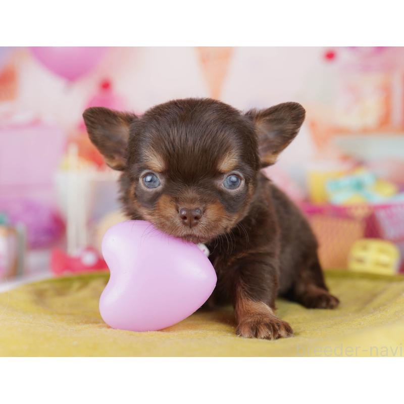 販売中の千葉県のチワワ(ロングコート)-456842の14枚目