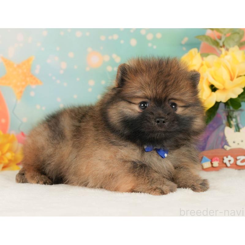販売中の静岡県のポメラニアン-456973の6枚目