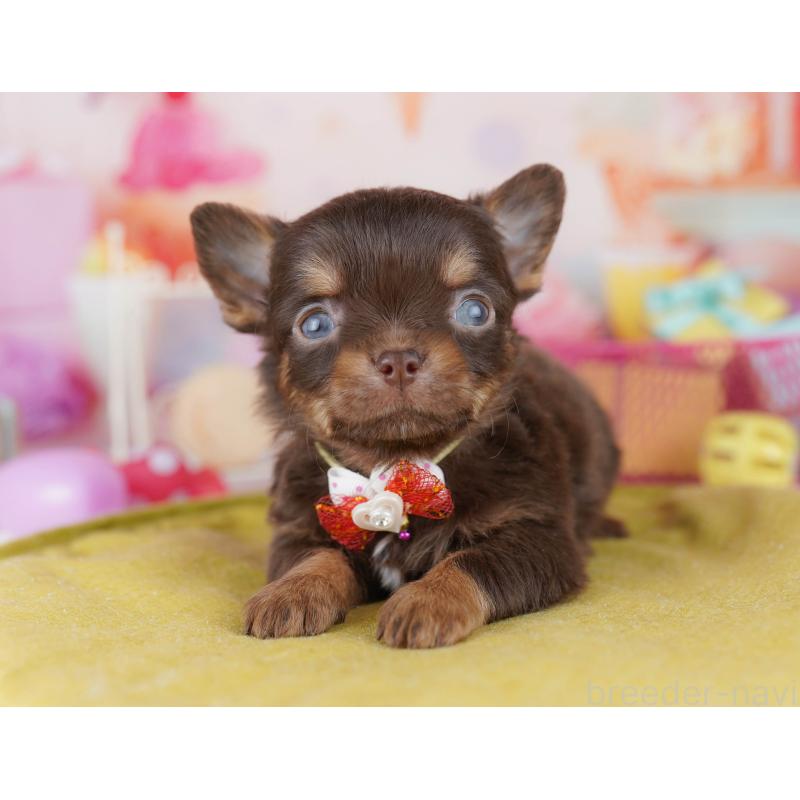 販売中の千葉県のチワワ(ロングコート)-456842の13枚目