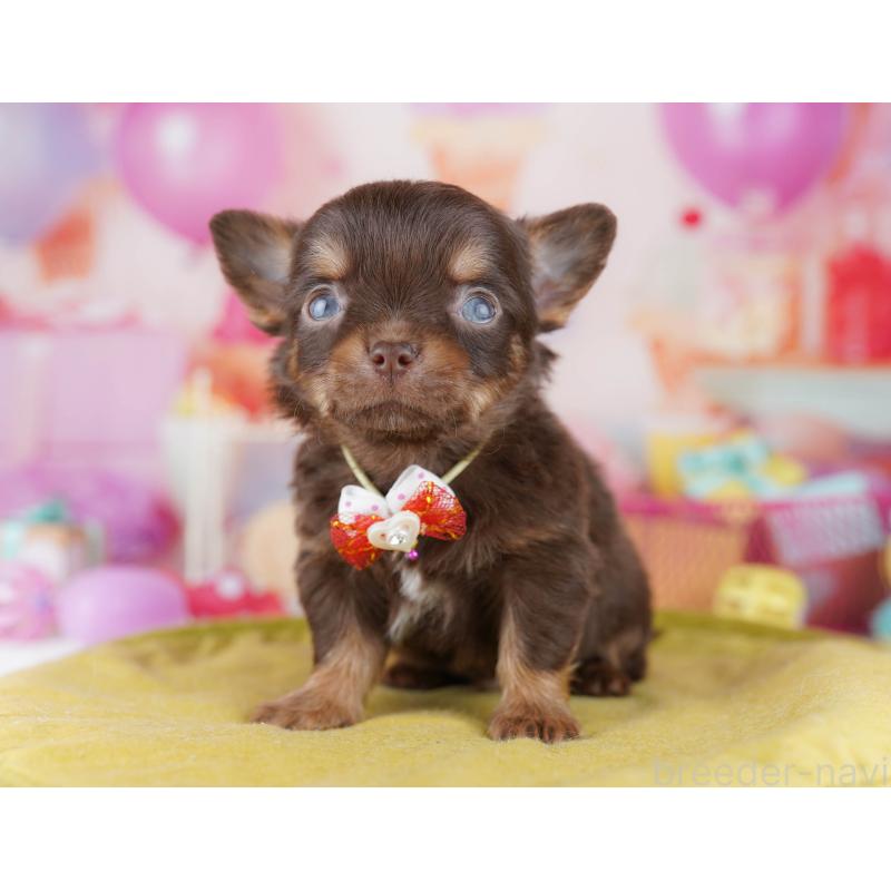 販売中の千葉県のチワワ(ロングコート)-456842の12枚目