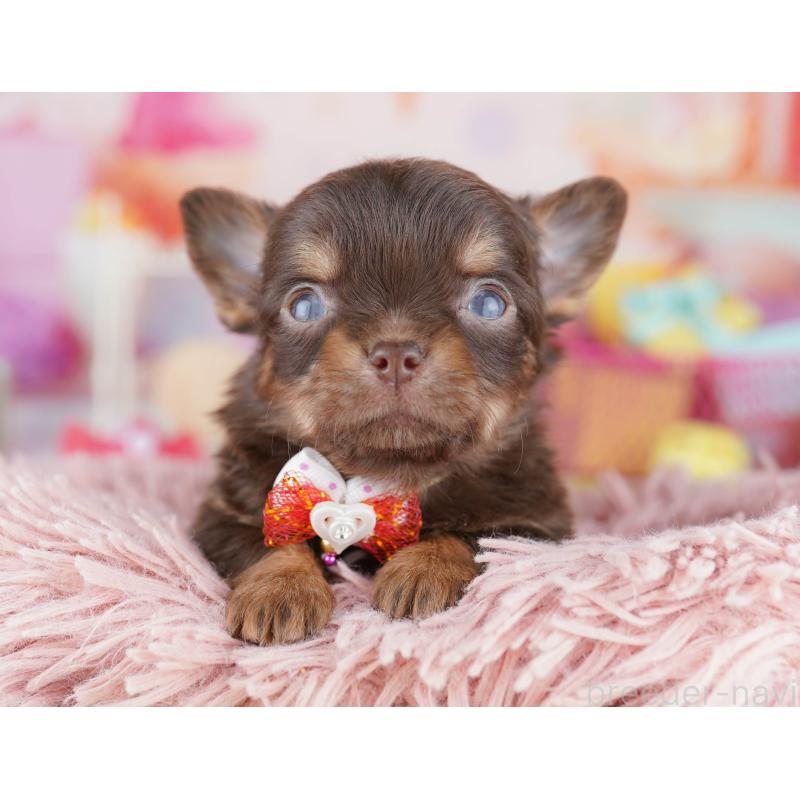 販売中の千葉県のチワワ(ロングコート)-456842の11枚目