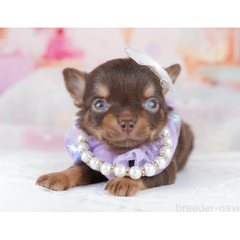 販売中の千葉県のチワワ(ロングコート)-456842の10枚目