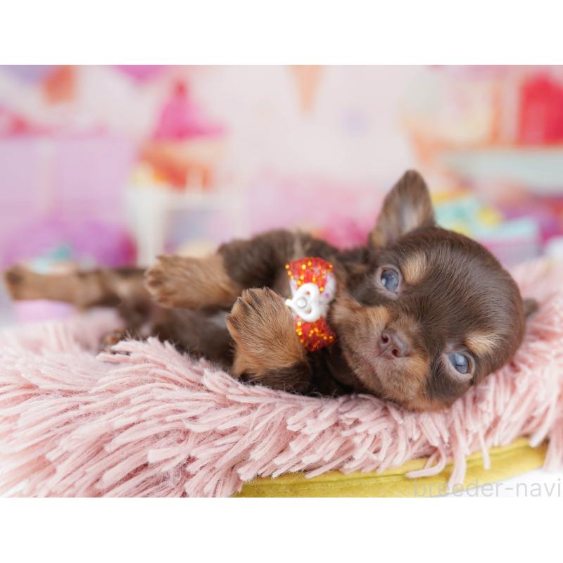 販売中の千葉県のチワワ(ロングコート)-456842の9枚目