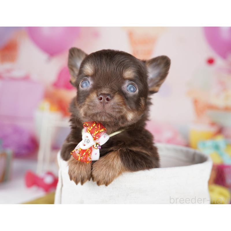 販売中の千葉県のチワワ(ロングコート)-456842の8枚目