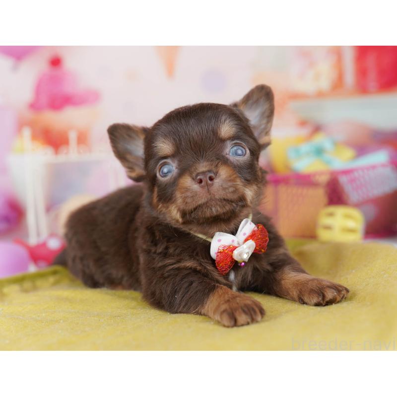 販売中の千葉県のチワワ(ロングコート)-456842の7枚目