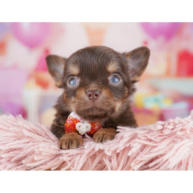 販売中の千葉県のチワワ(ロングコート)-456842の6枚目