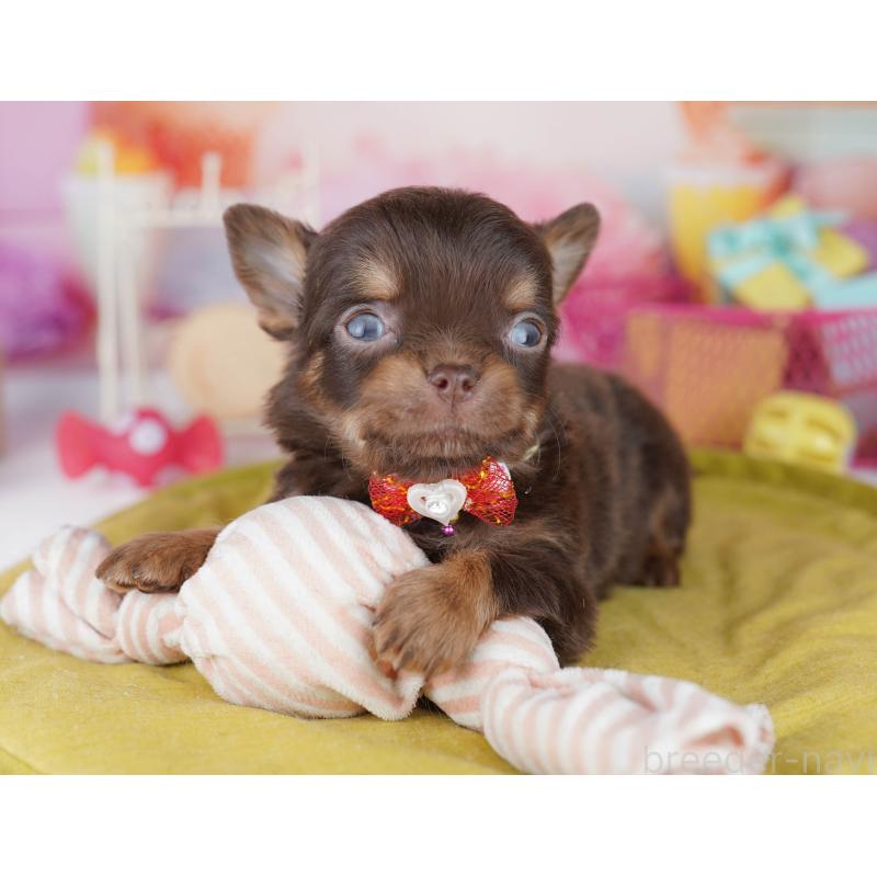 販売中の千葉県のチワワ(ロングコート)-456842の3枚目