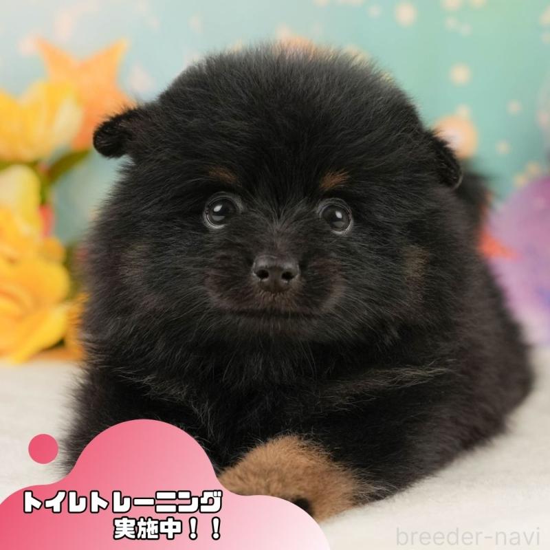 販売中の静岡県のポメラニアン-456975
