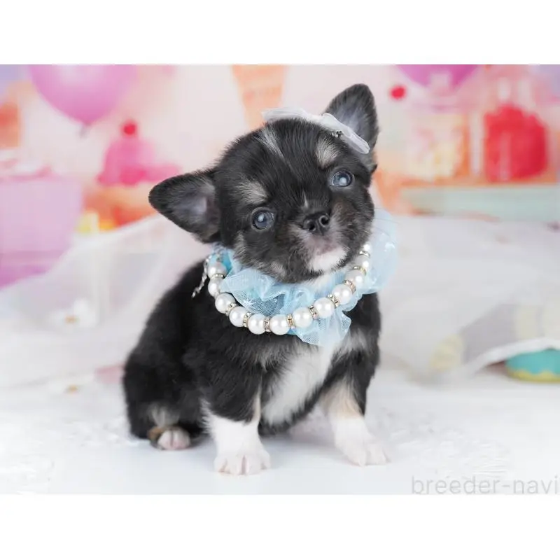 販売中の千葉県のチワワ(ロングコート)-456841の8枚目