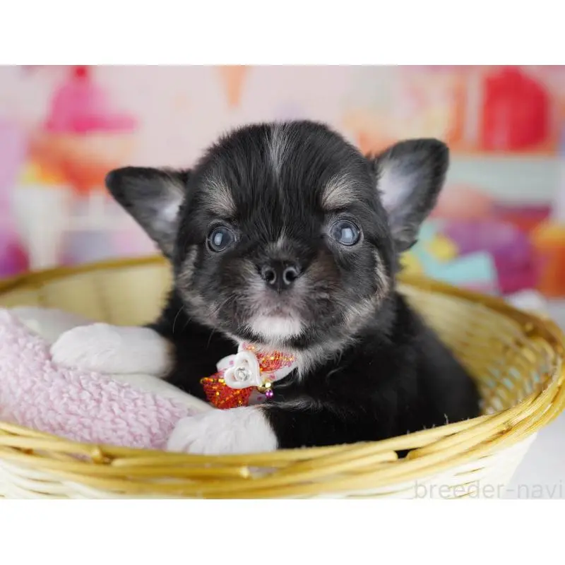 販売中の千葉県のチワワ(ロングコート)-456841の7枚目