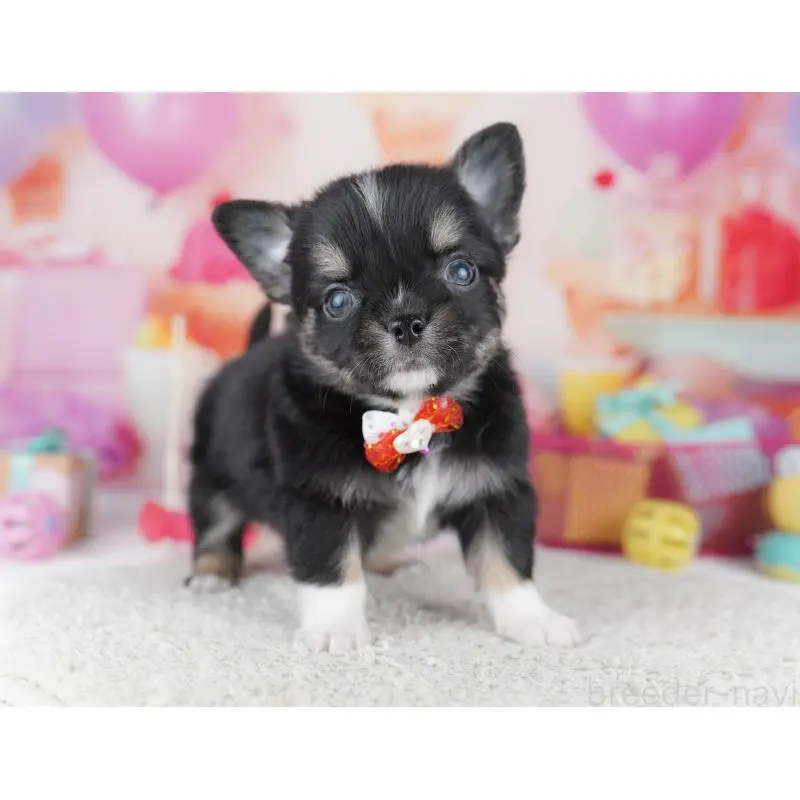 販売中の千葉県のチワワ(ロングコート)-456841の6枚目