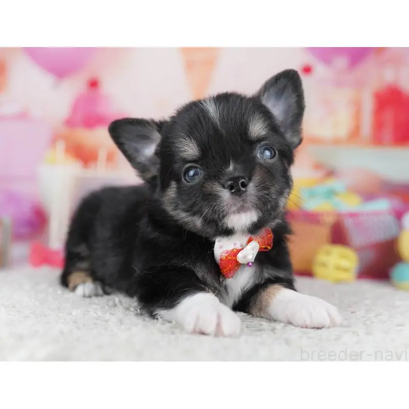 販売中の千葉県のチワワ(ロングコート)-456841の5枚目