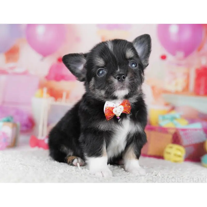 販売中の千葉県のチワワ(ロングコート)-456841の4枚目