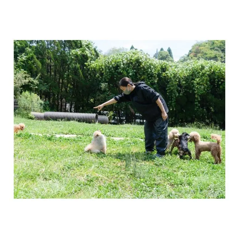 販売中の千葉県のチワワ(ロングコート)-456838の14枚目