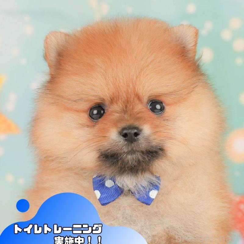 販売中の静岡県のポメラニアン-456979