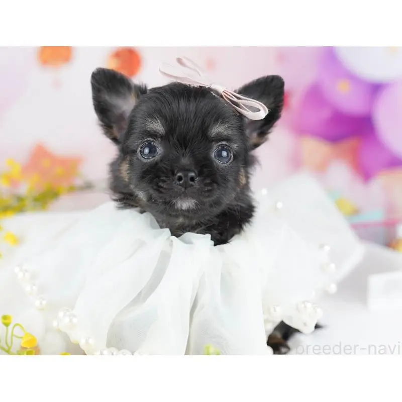 販売中の千葉県のチワワ(ロングコート)-456838の11枚目