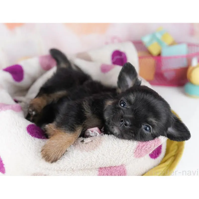 販売中の千葉県のチワワ(ロングコート)-456838の10枚目