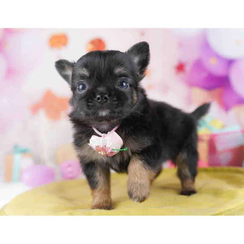 販売中の千葉県のチワワ(ロングコート)-456838の9枚目